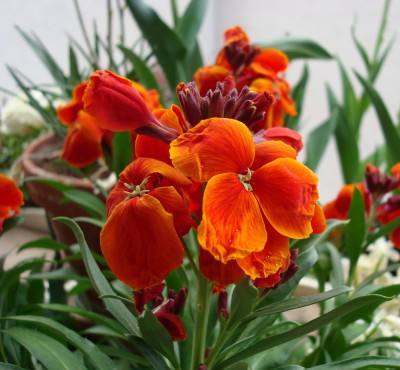 13.04.2008 cheiranthus cheirii.jpg