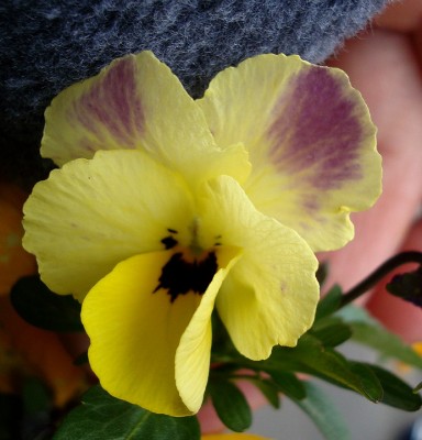 07.04.2008 viola cornuta1.jpg