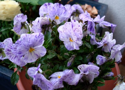 11.04.2008 fehlfarbe.jpg