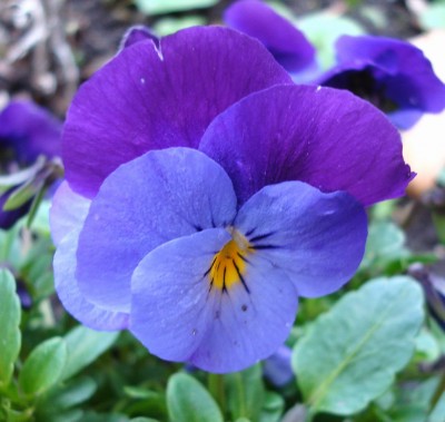 07.04.2008 viola cornuta hybr..jpg