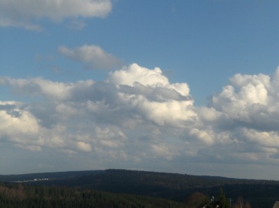 Pflanzen 149.jpg