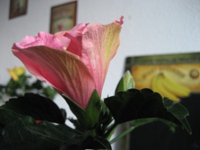 hibiscus rosa seite.JPG