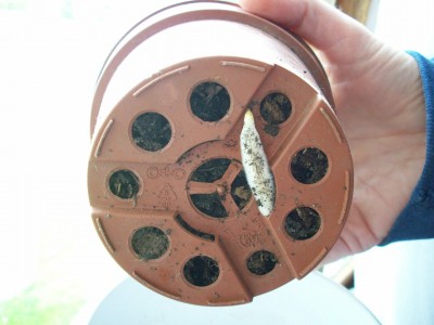 Amaryllis Wurzel.jpg