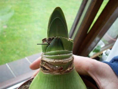 Amaryllis Knospe.jpg