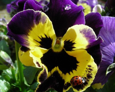 Stiefmutter-Besuch w.jpg