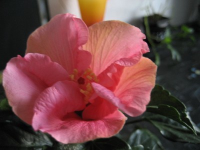hibiscus rosa.JPG