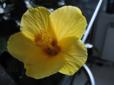 hibiscus gelb.JPG