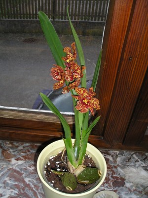 Odontoglossum_neu_getopft.jpg