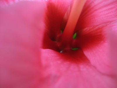 hibiscus rosa detail 4.JPG