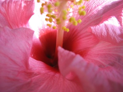 hibiscus rosa detail 2.JPG