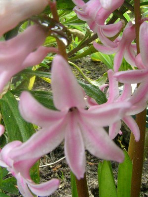 keimlinge 2008 037.JPG