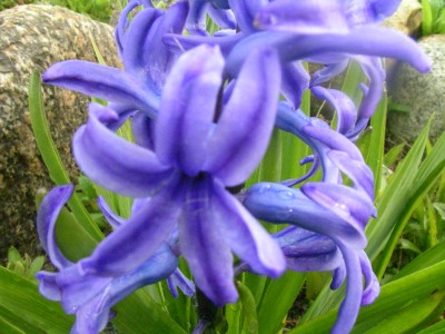 keimlinge 2008 038.JPG