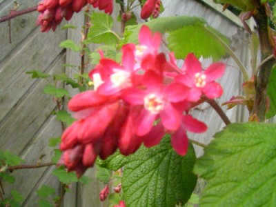 keimlinge 2008 026.JPG