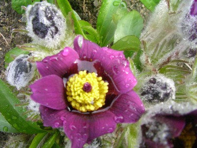 keimlinge 2008 035.JPG