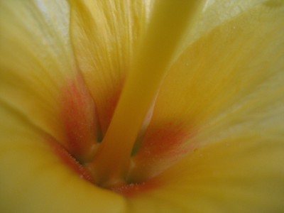 hibiscus gelb detail.JPG