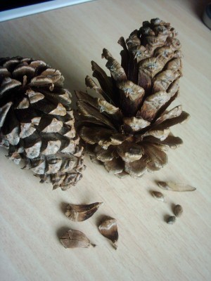 Pinus.JPG