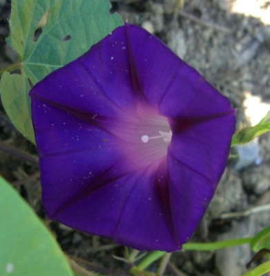 Prunkwinden (Ipomoea)9.JPG