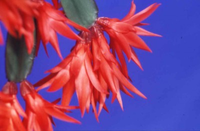 2 - Rhipsalidopsis gaertneri (5409).jpg