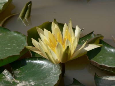 Horsts Pflanzen 255.jpg