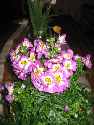 B Orchi  rosa.jpg