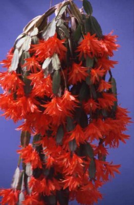 1 - Rhipsalidopsis gaertneri (5708).jpg