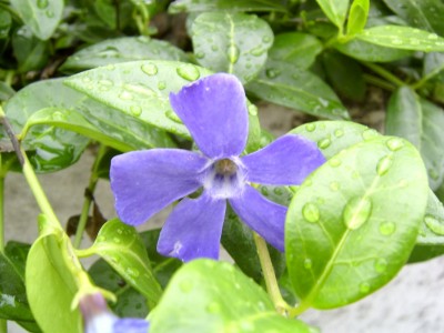 Vinca Blüte.JPG