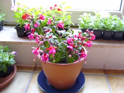 14.04.08 umgetopft.JPG