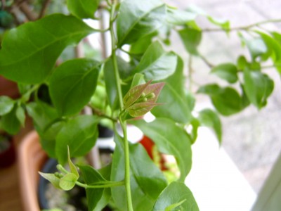 14.04.08 Blüten.JPG