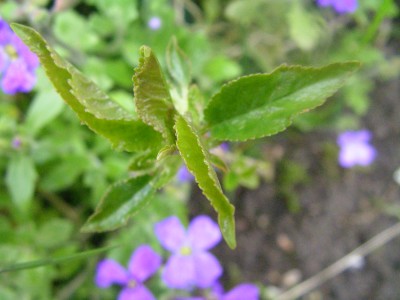 passi im garten 001.JPG