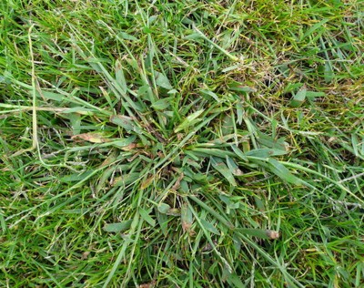 digitaria.jpg