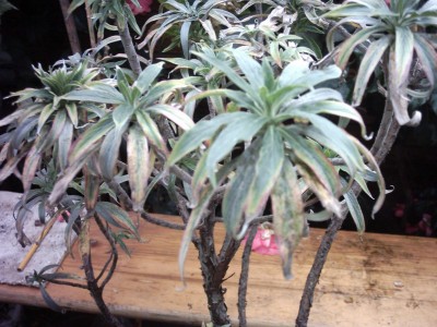 kranke Blume (2).JPG