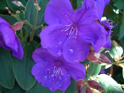 Tibouchina urvellana5 - Kopie.JPG