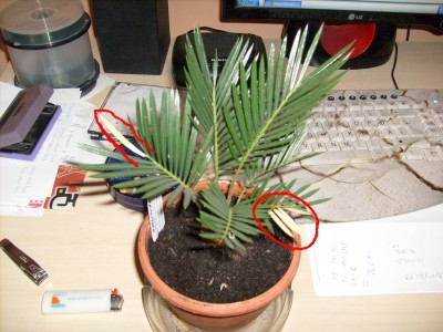 Cycas.JPG