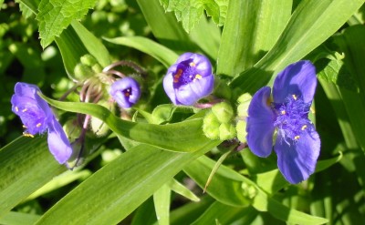 Dreimasterblume Tradescantia.JPG