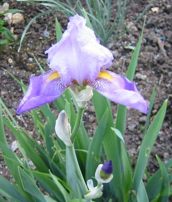 Iris6.JPG