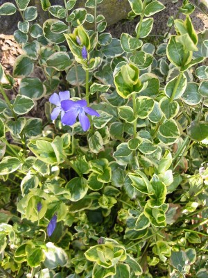 Immergrün bunt (Vinca major variegata)2.JPG