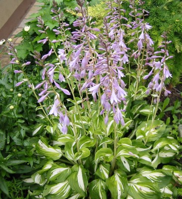 Hosta Funkie6.JPG