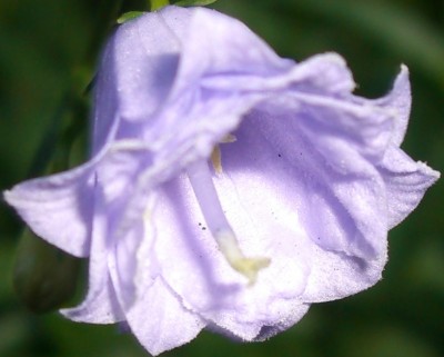 Glockenblumen gefüllt Queen Elisabeth Campanula6.JPG