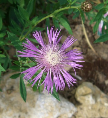 Flockenblume Centaurea dealbata2.JPG