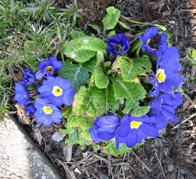 Primula vulgaris2.JPG