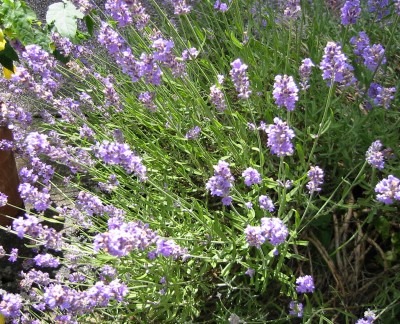 Lavendel.JPG