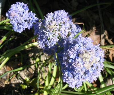 Traubenhyazinthe Muscari armeniacum Blue Spike2.JPG