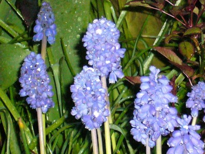 blaue Blüten 006.jpg