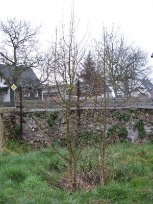 IMG_1015kleiner.jpg