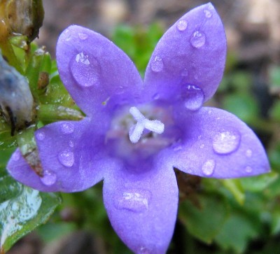 Dalmatinische Glockenblume - Campanula portenschlagiana....JPG