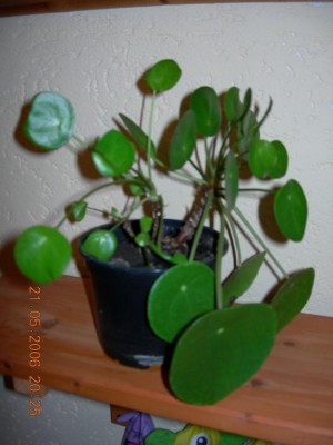 DSCN0477.JPG