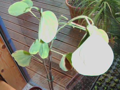 IMGA0090.JPG