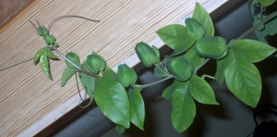 Kaiserin Eugenie.jpg