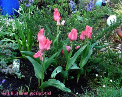 mehrblütige Tulpen w.jpg