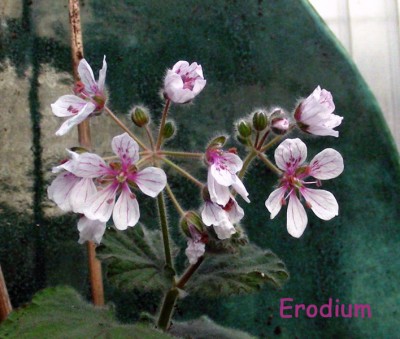 Erodium w.jpg